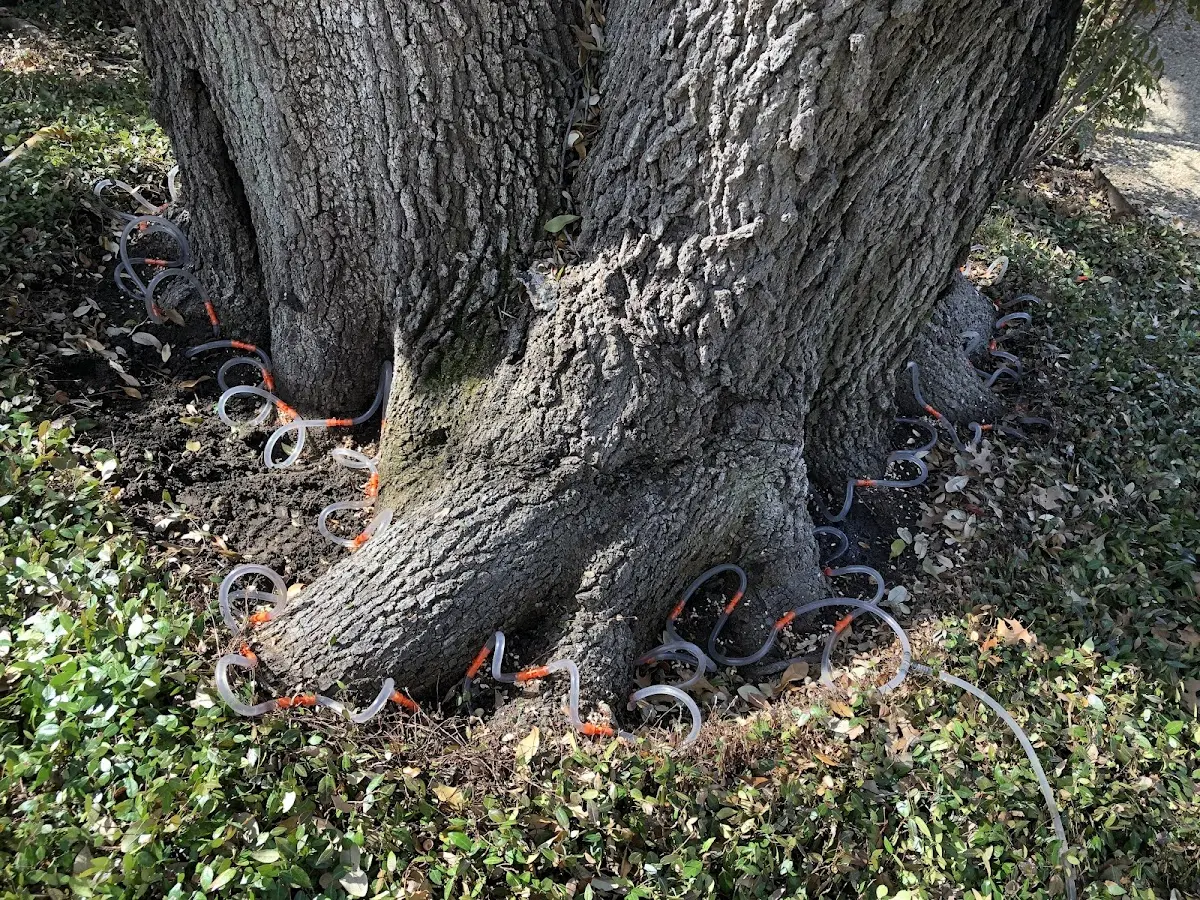 Detailed Tree Cabling and Bracing job site in North Ridgeville
