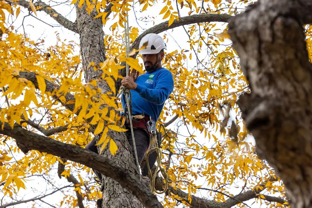 Skilled Tree Planting crew working in North Ridgeville