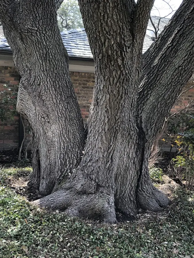 Mature heritage tree close to a North Ridgeville property cared for by certified arborists